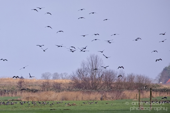 Winter_scenery_north_holland_landscape_nederland_Photography_192_Canon_EOS_5D_Mark_IV.JPG