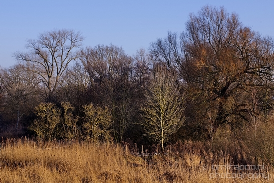Winter_scenery_north_holland_landscape_nederland_Photography_199_Canon_EOS_5D_Mark_IV.JPG