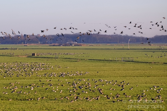 Winter_scenery_north_holland_landscape_nederland_Photography_225_Canon_EOS_5D_Mark_IV.JPG