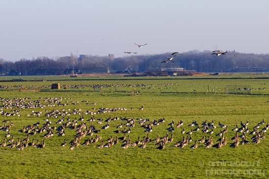 Winter_scenery_north_holland_landscape_nederland_Photography_227_Canon_EOS_5D_Mark_IV.JPG