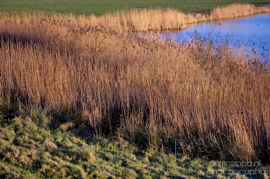 Winter_scenery_north_holland_landscape_nederland_Photography_238_Canon_EOS_5D_Mark_IV.JPG