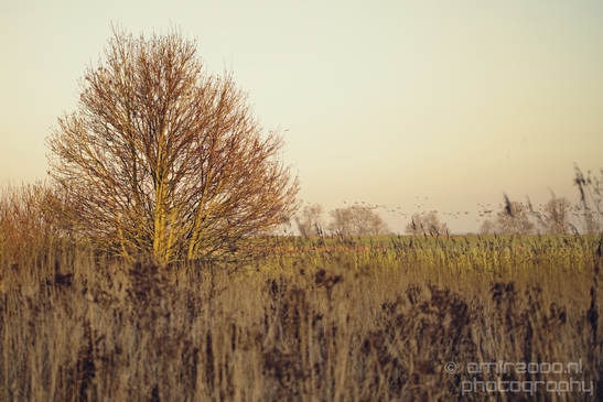 Winter_scenery_north_holland_landscape_nederland_Photography_239_Canon_EOS_5D_Mark_IV.JPG