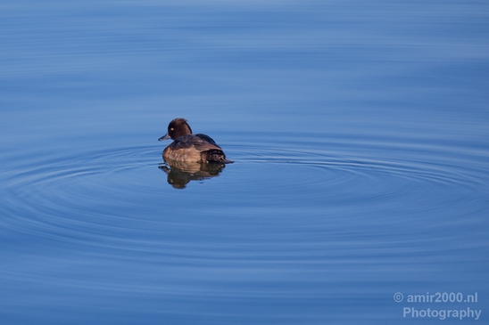 Witoogeend_Ferruginous_ducks_nature_Landscape_Photography_001_Canon_EOS_5D_Mark_IV.JPG