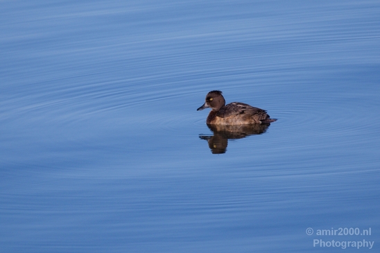 Witoogeend_Ferruginous_ducks_nature_Landscape_Photography_002_Canon_EOS_5D_Mark_IV.JPG