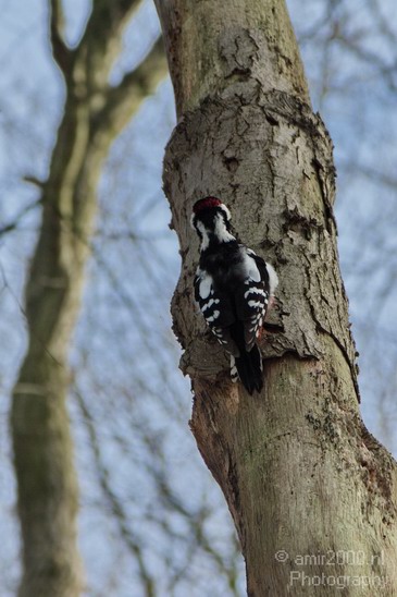 Woodpecker_Nature_Landscape_Photography_003_Canon_EOS_7D.JPG