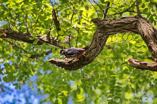 Woodpecker_birds_Nature_Photography_001_Canon_EOS_5D_Mark_IV.JPG