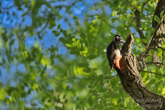 Woodpecker_birds_Nature_Photography_002_Canon_EOS_5D_Mark_IV.JPG