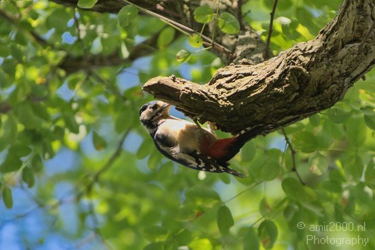 Woodpecker_birds_Nature_Photography_003_Canon_EOS_5D_Mark_IV.JPG