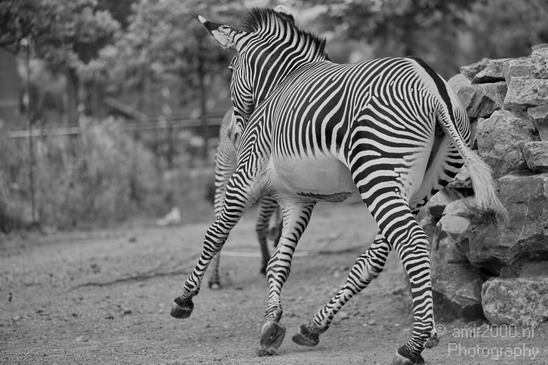 Zebras_animal_nature_Artis_Landscape_Photography_001_Canon_EOS_5D_Mark_IV.JPG