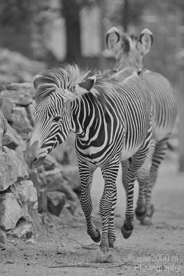 Zebras_animal_nature_Artis_Photography_Landscape_001_Canon_EOS_5D_Mark_IV.JPG