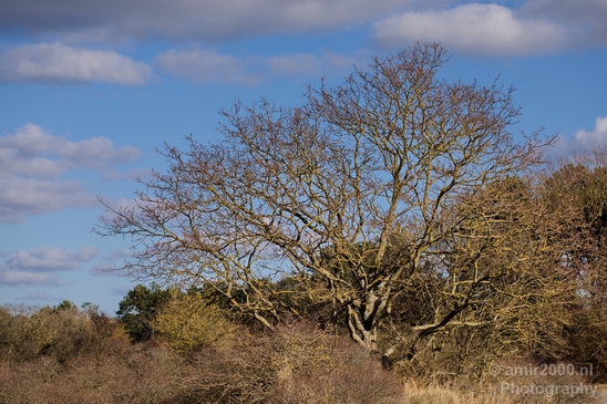 Zuid_Kennemerland_National_Park_nature_landscape_Photography_004_Canon_EOS_5D_Mark_IV.JPG