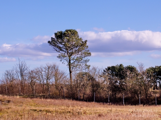 Zuid_Kennemerland_National_Park_nature_landscape_Photography_005_Canon_EOS_5D_Mark_IV.JPG
