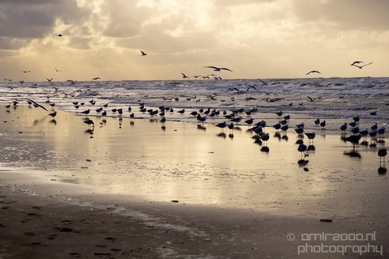 Zuid_Kennemerland_National_Park_nature_landscape_Photography_027_Canon_EOS_5D_Mark_IV.JPG