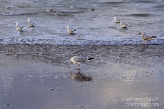 Zuid_Kennemerland_National_Park_nature_landscape_Photography_029_Canon_EOS_5D_Mark_IV.JPG
