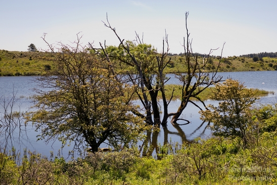 Zuid_Kennemerland_National_Park_nature_landscape_Photography_043_Canon_EOS_5D_Mark_IV.JPG