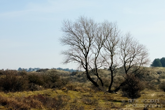 Zuid_Kennemerland_National_Park_nature_landscape_Photography_046_Canon_EOS_5D_Mark_IV.JPG