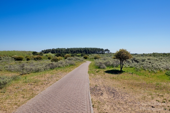 Zuid_Kennemerland_National_Park_nature_landscape_Photography_076_Canon_EOS_5D_Mark_IV.JPG