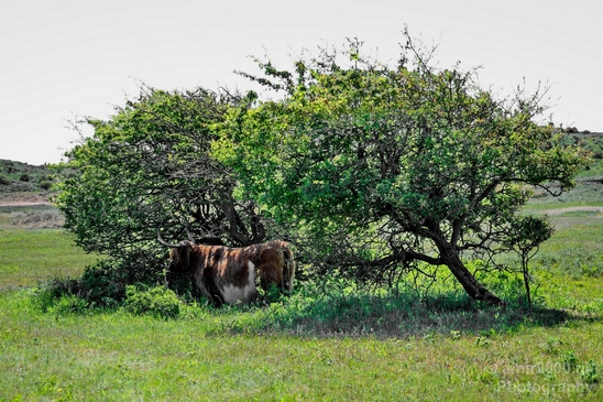 Zuid_Kennemerland_National_Park_nature_landscape_Photography_087_Canon_EOS_5D_Mark_IV.JPG