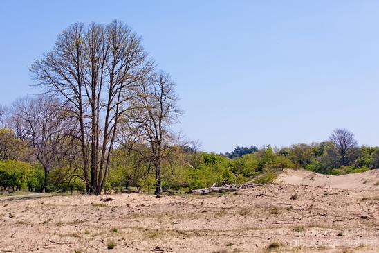 Zuid_Kennemerland_National_Park_nature_landscape_Photography_088_Canon_EOS_5D_Mark_IV.JPG