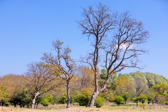 Zuid_Kennemerland_National_Park_nature_landscape_Photography_090_Canon_EOS_5D_Mark_IV.JPG