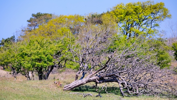 Zuid_Kennemerland_National_Park_nature_landscape_Photography_093_Canon_EOS_5D_Mark_IV.JPG
