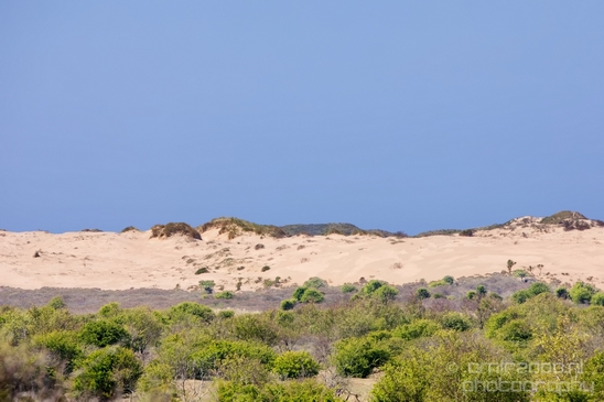 Zuid_Kennemerland_National_Park_nature_landscape_Photography_096_Canon_EOS_5D_Mark_IV.JPG