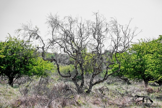 Zuid_Kennemerland_National_Park_nature_landscape_Photography_097_Canon_EOS_5D_Mark_IV.JPG