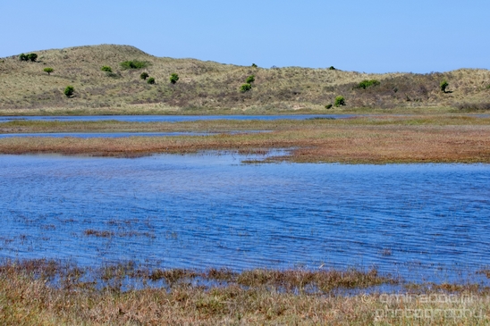 Zuid_Kennemerland_National_Park_nature_landscape_Photography_104_Canon_EOS_5D_Mark_IV.JPG