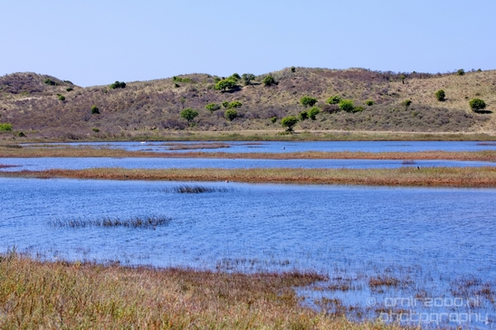 Zuid_Kennemerland_National_Park_nature_landscape_Photography_105_Canon_EOS_5D_Mark_IV.JPG
