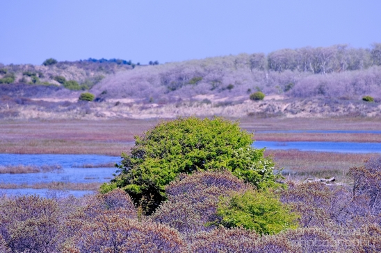 Zuid_Kennemerland_National_Park_nature_landscape_Photography_107_Canon_EOS_5D_Mark_IV.JPG