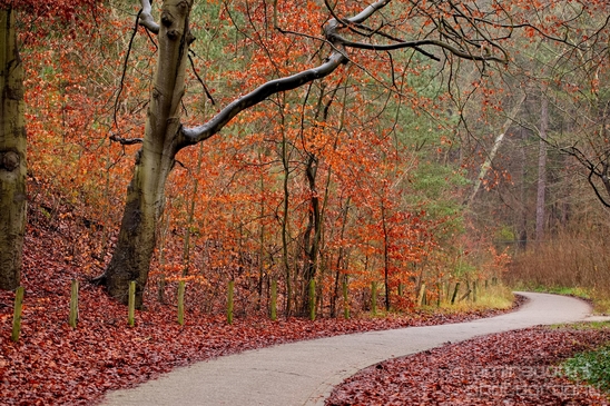 Zuid_Kennemerland_National_Park_nature_landscape_Photography_131_Canon_EOS_5D_Mark_IV.JPG