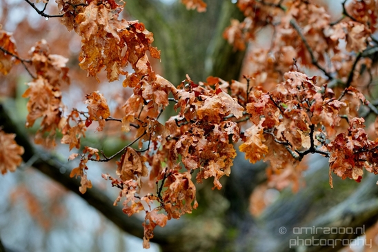 Zuid_Kennemerland_National_Park_nature_landscape_Photography_134_Canon_EOS_5D_Mark_IV.JPG