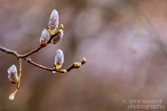 Zuid_Kennemerland_National_Park_nature_landscape_Photography_137_Canon_EOS_5D_Mark_IV.JPG
