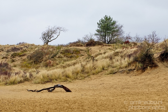 Zuid_Kennemerland_National_Park_nature_landscape_Photography_138_Canon_EOS_5D_Mark_IV.JPG