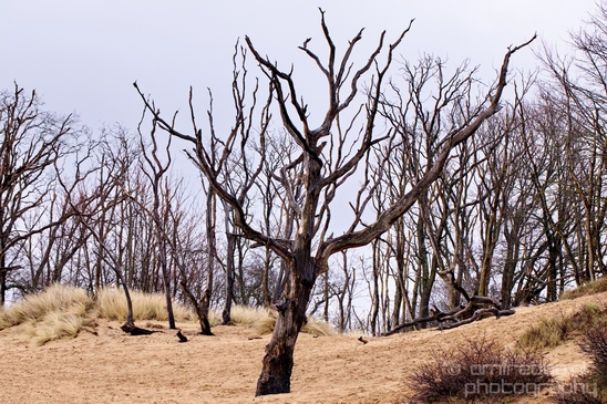 Zuid_Kennemerland_National_Park_nature_landscape_Photography_140_Canon_EOS_5D_Mark_IV.JPG