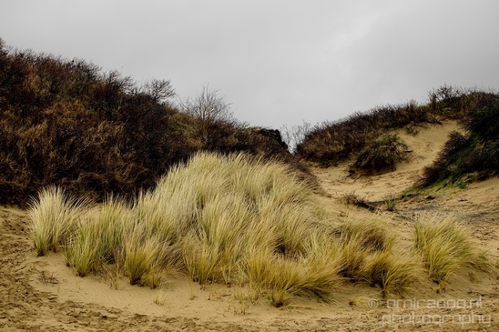 Zuid_Kennemerland_National_Park_nature_landscape_Photography_141_Canon_EOS_5D_Mark_IV.JPG
