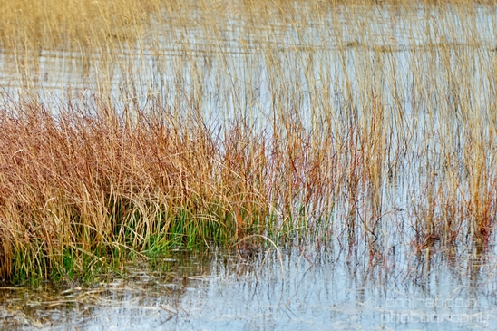 Zuid_Kennemerland_National_Park_nature_landscape_Photography_145_Canon_EOS_5D_Mark_IV.JPG