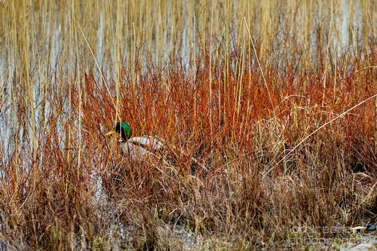 Zuid_Kennemerland_National_Park_nature_landscape_Photography_146_Canon_EOS_5D_Mark_IV.JPG