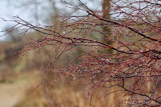 Zuid_Kennemerland_National_Park_nature_landscape_Photography_148_Canon_EOS_5D_Mark_IV.JPG