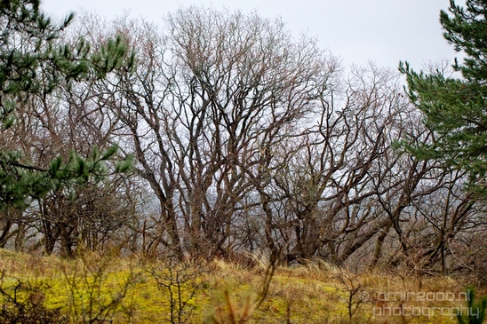 Zuid_Kennemerland_National_Park_nature_landscape_Photography_152_Canon_EOS_5D_Mark_IV.JPG