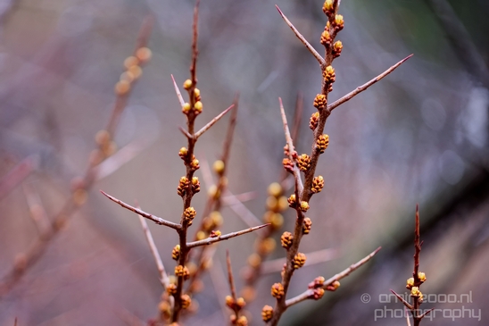 Zuid_Kennemerland_National_Park_nature_landscape_Photography_157_Canon_EOS_5D_Mark_IV.JPG