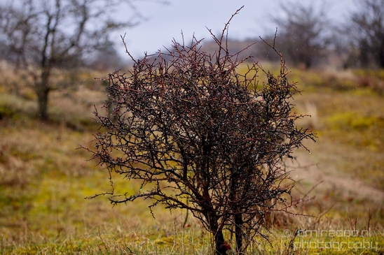Zuid_Kennemerland_National_Park_nature_landscape_Photography_161_Canon_EOS_5D_Mark_IV.JPG
