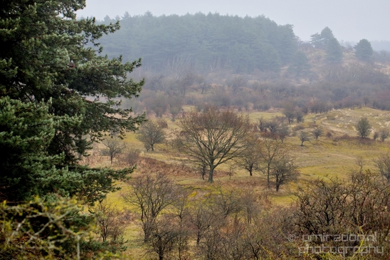 Zuid_Kennemerland_National_Park_nature_landscape_Photography_162_Canon_EOS_5D_Mark_IV.JPG