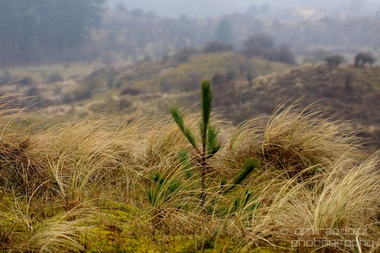 Zuid_Kennemerland_National_Park_nature_landscape_Photography_163_Canon_EOS_5D_Mark_IV.JPG