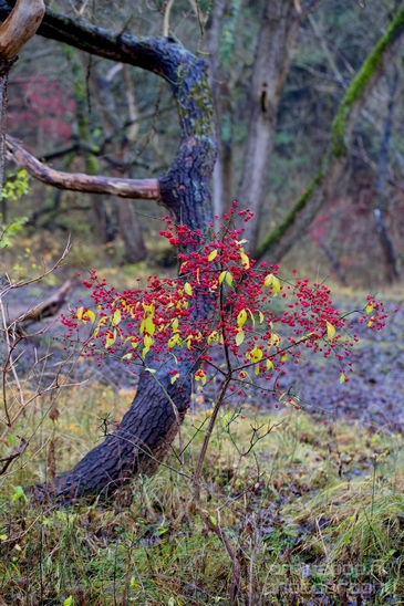 Zuid_Kennemerland_National_Park_nature_landscape_Photography_164_Canon_EOS_5D_Mark_IV.JPG
