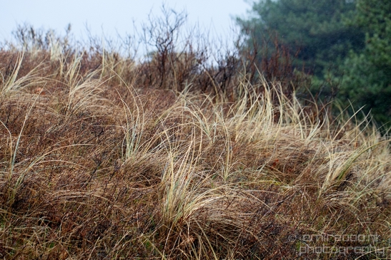 Zuid_Kennemerland_National_Park_nature_landscape_Photography_165_Canon_EOS_5D_Mark_IV.JPG