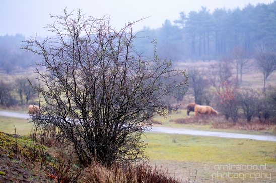 Zuid_Kennemerland_National_Park_nature_landscape_Photography_167_Canon_EOS_5D_Mark_IV.JPG