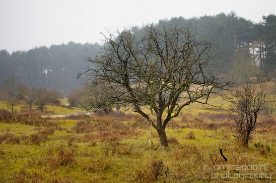 Zuid_Kennemerland_National_Park_nature_landscape_Photography_168_Canon_EOS_5D_Mark_IV.JPG