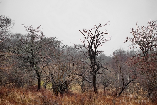 Zuid_Kennemerland_National_Park_nature_landscape_Photography_169_Canon_EOS_5D_Mark_IV.JPG