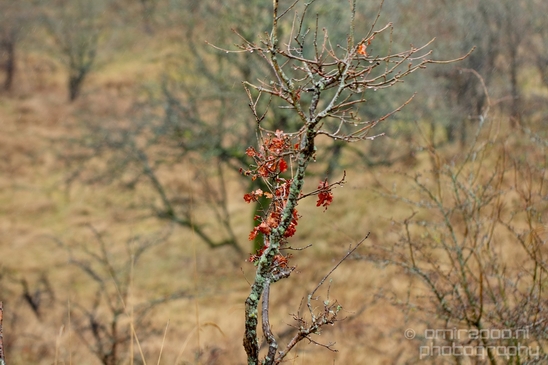 Zuid_Kennemerland_National_Park_nature_landscape_Photography_170_Canon_EOS_5D_Mark_IV.JPG